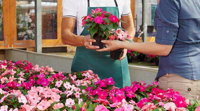 Schaefer Greenhouses Inc/Nurseries/Garden Centers                                                                                                                                                                                