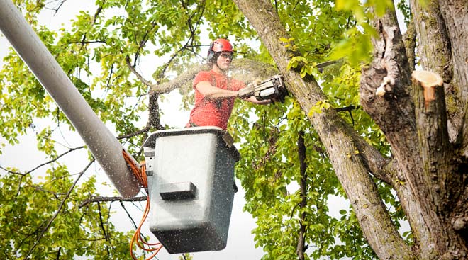 Cut'Em Up Tree Care/Tree Service                                                                                                                                                                                            