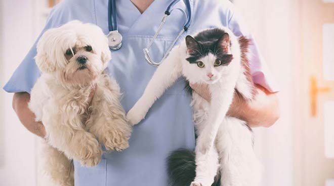 True Care Veterinary