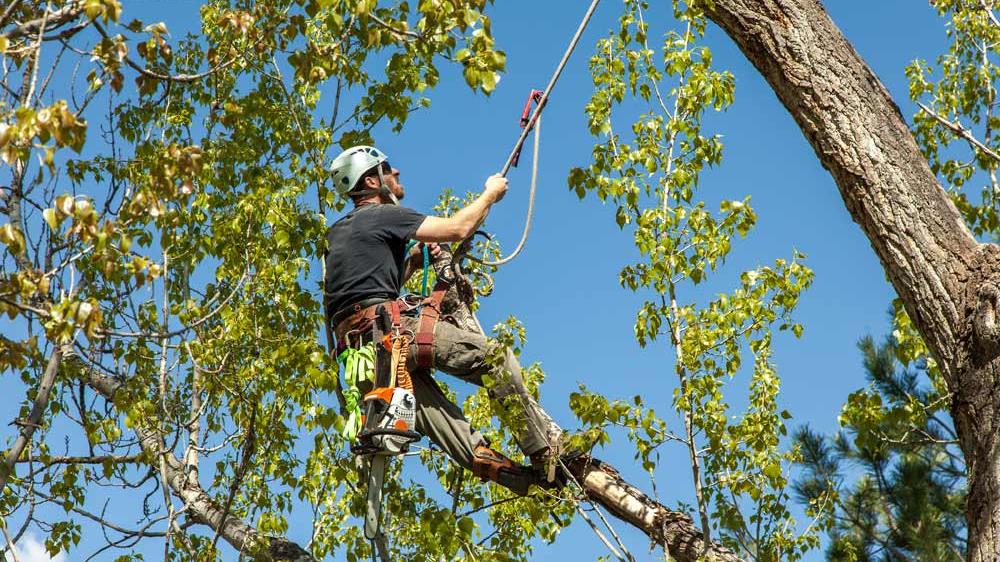 New Braunfels Tree Service/Tree Service                                                                                                                                                                                            