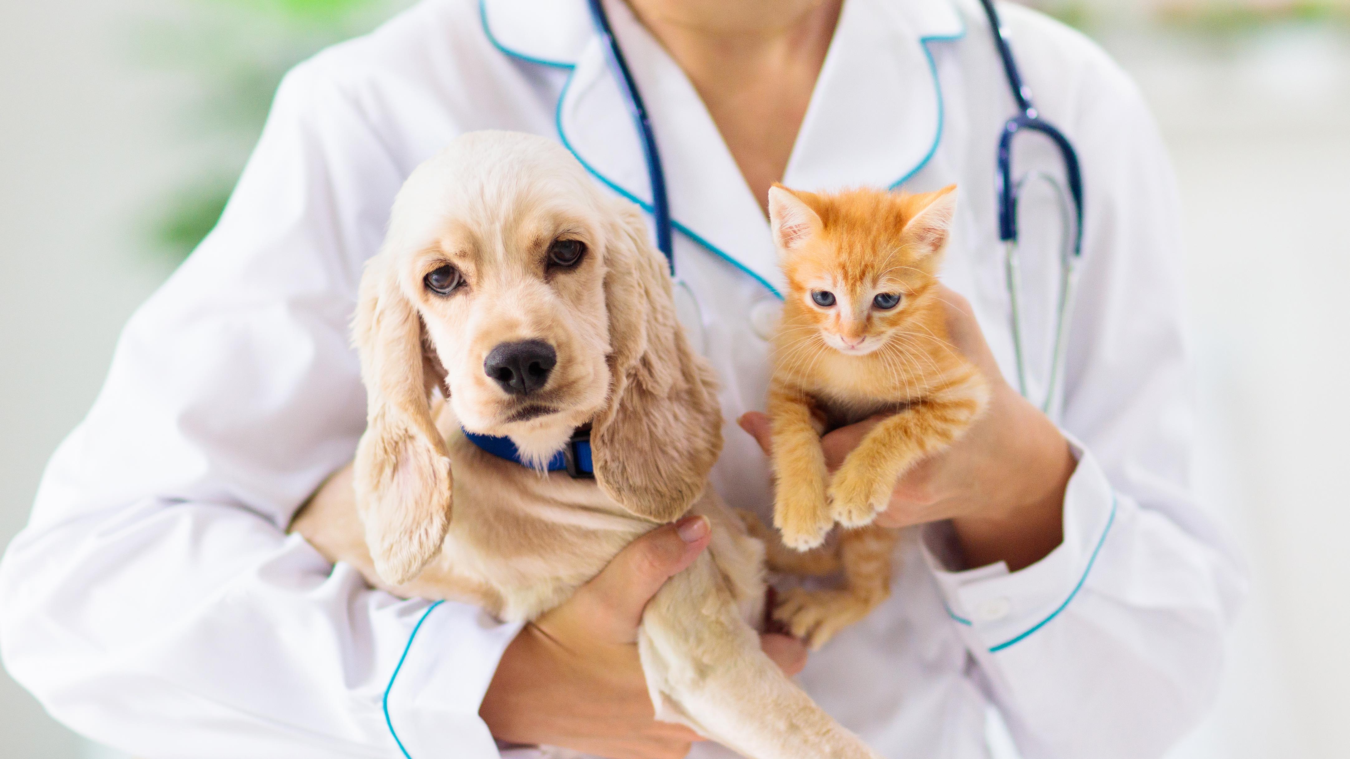 Neighborhood Veterinary Associates/Veterinarians/Pet Hospitals                                                                                                                                                                             