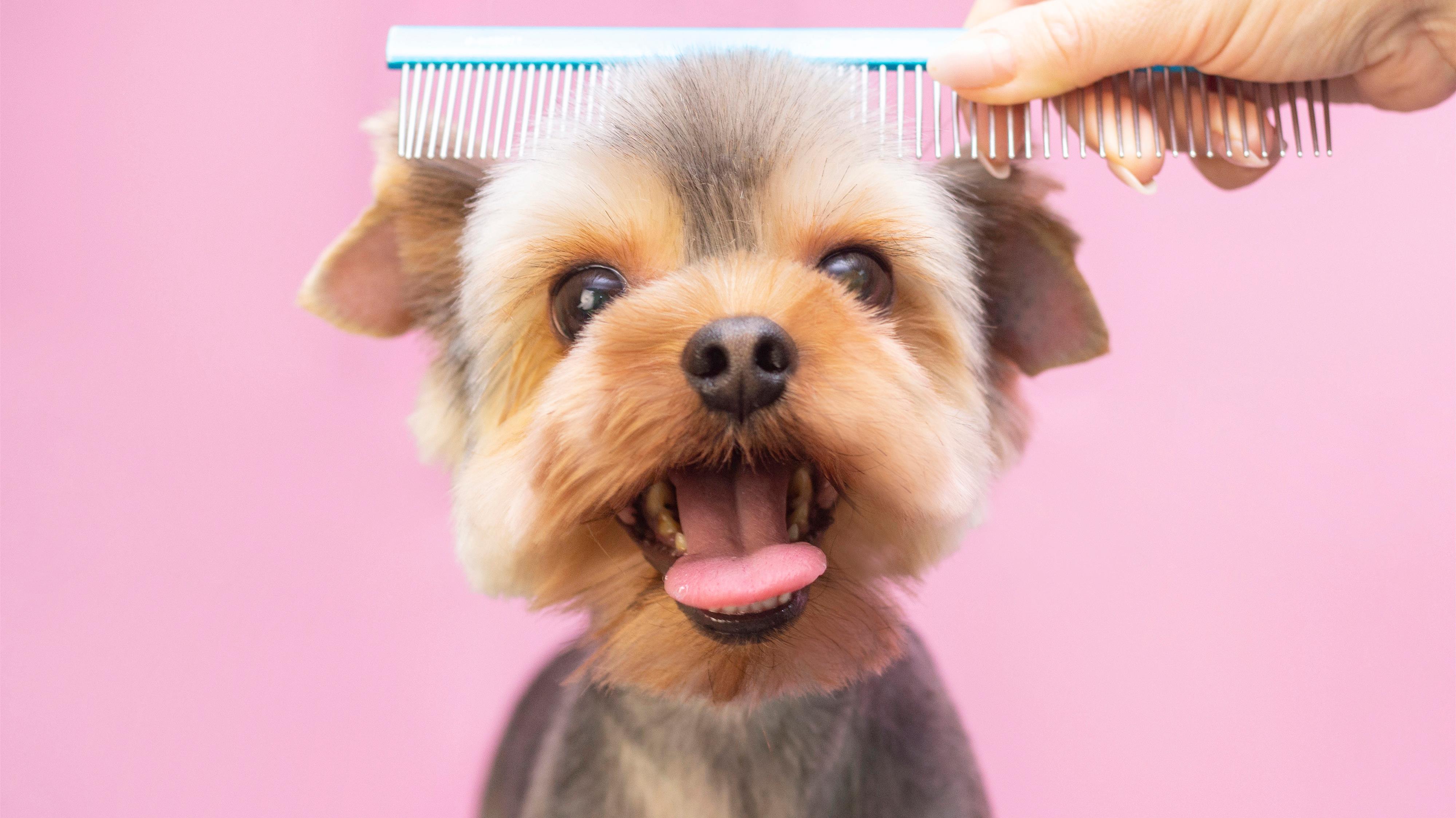 Canine Design Pet Grooming