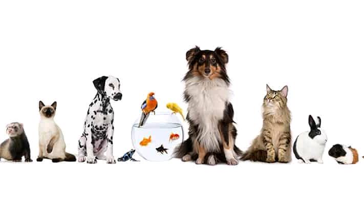Pet Club FOOD & SUPPLIES/Pet Stores/Supplies                                                                                                                                                                                     